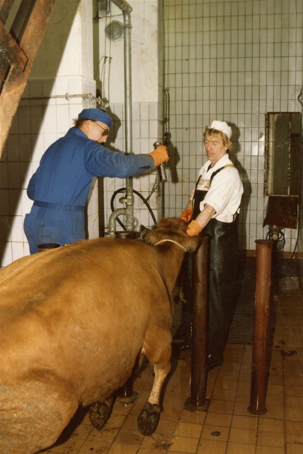 Fotos, Odense Offentlige slagtehuse, november 1985